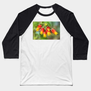 A Blooming Echeveria Baseball T-Shirt